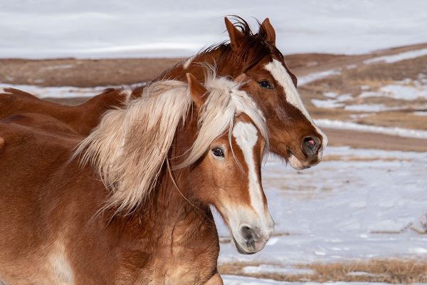Hopkins, Cindy Miller 아티스트의 USA-Colorado-Westcliffe Music Meadows Ranch Ranch horses in winter작품입니다.